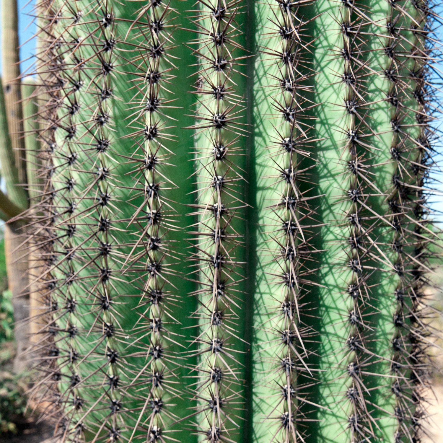 Suguaro Spines