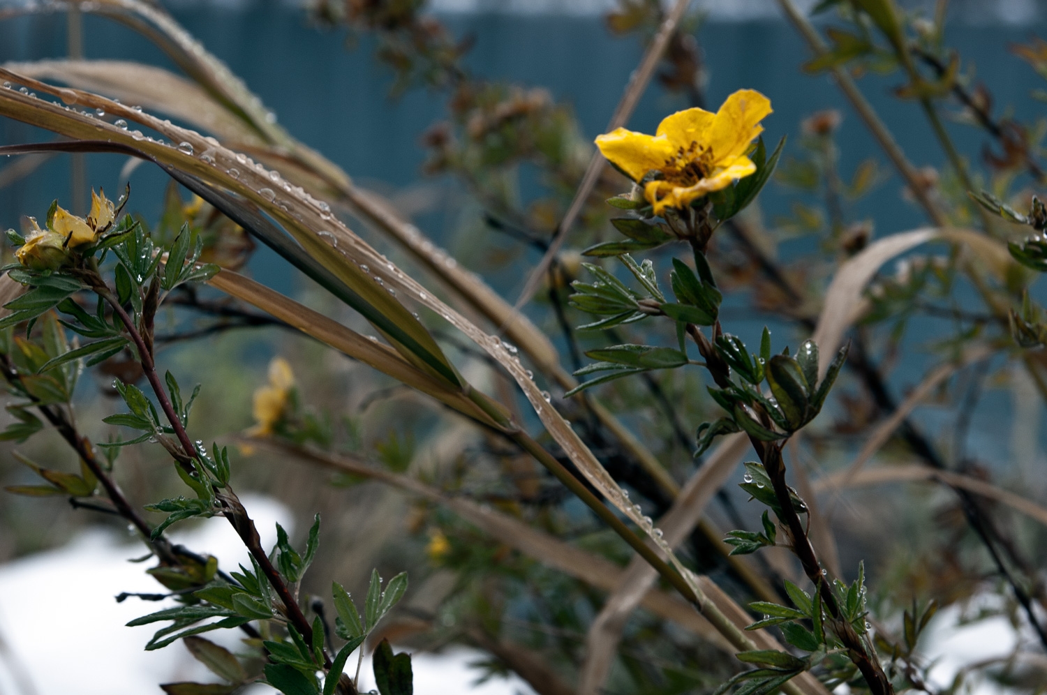 A Sad Lonely Wild Flower
