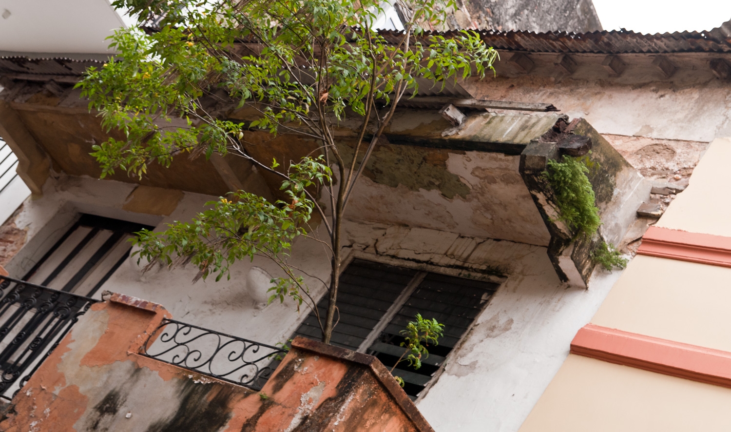 A Tree In A Balcony