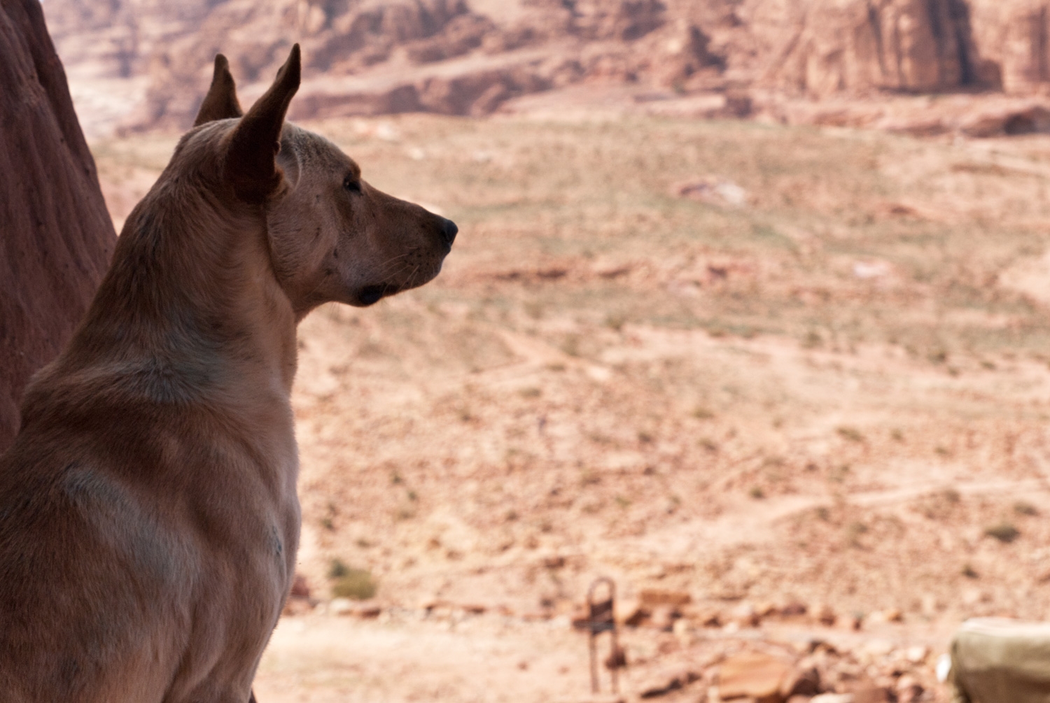 A View Fit For A Dog