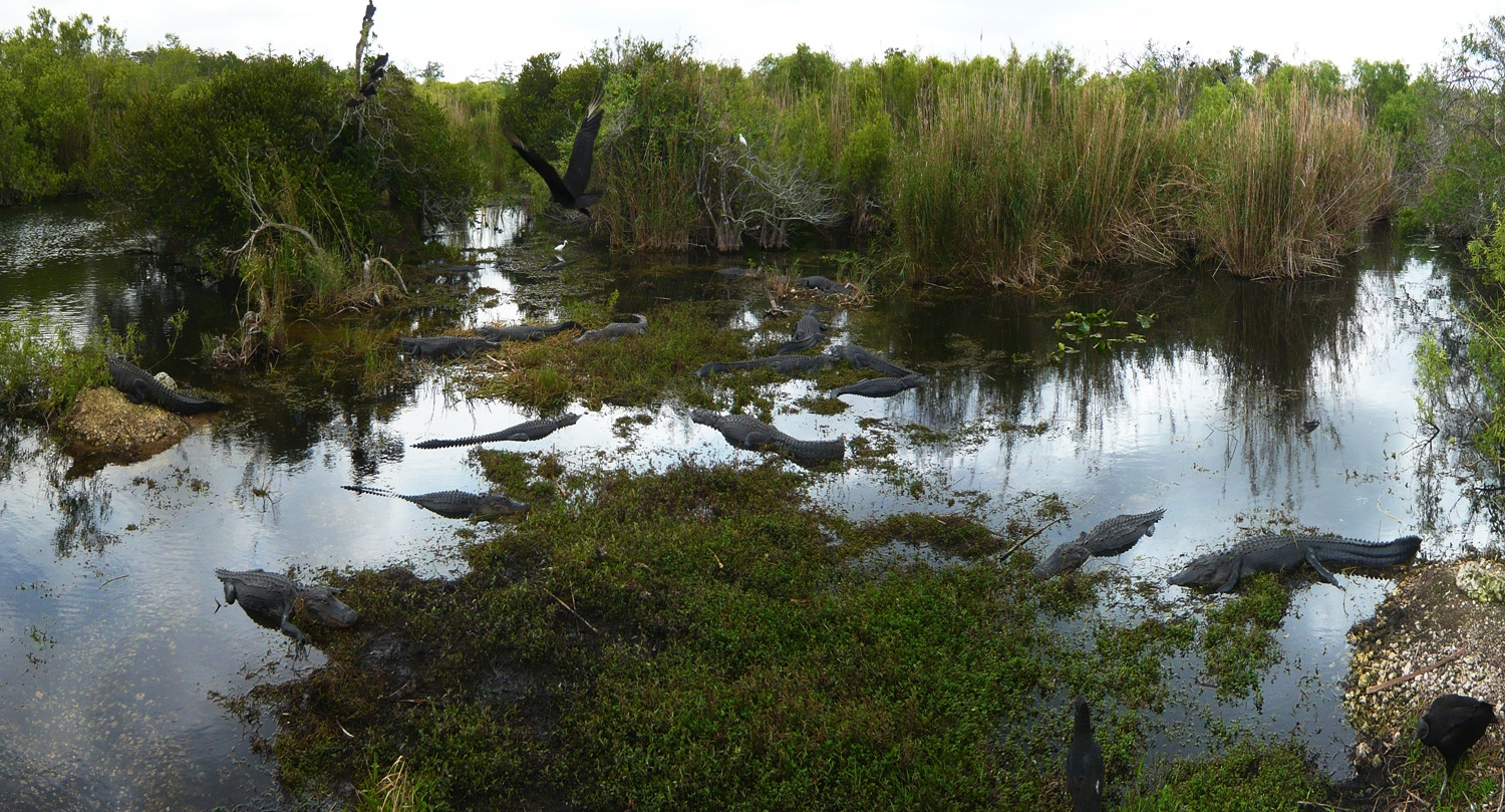 Alligator Alley Panorama