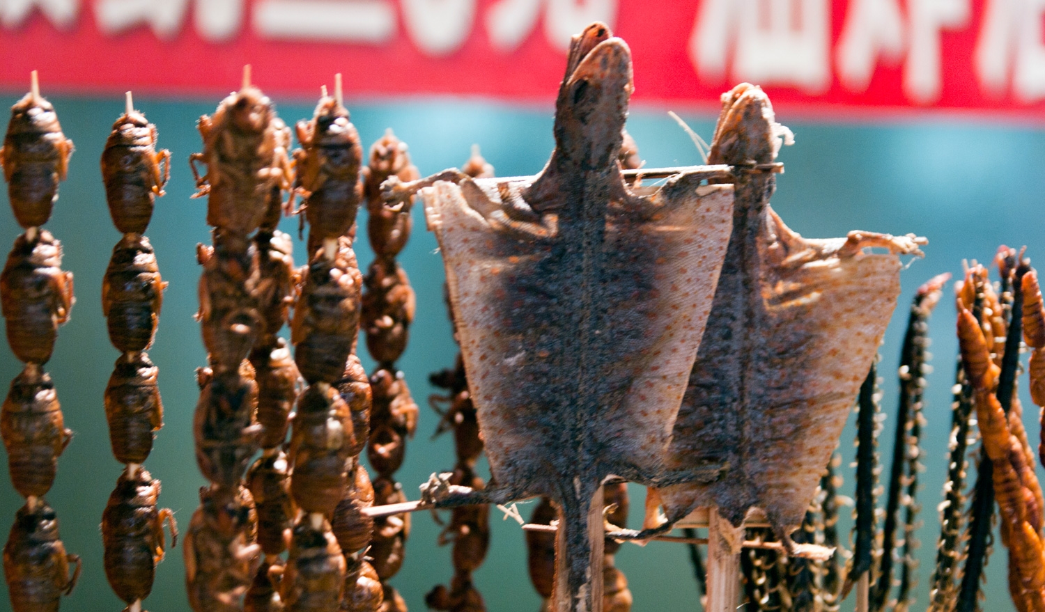 Bats For Dinner