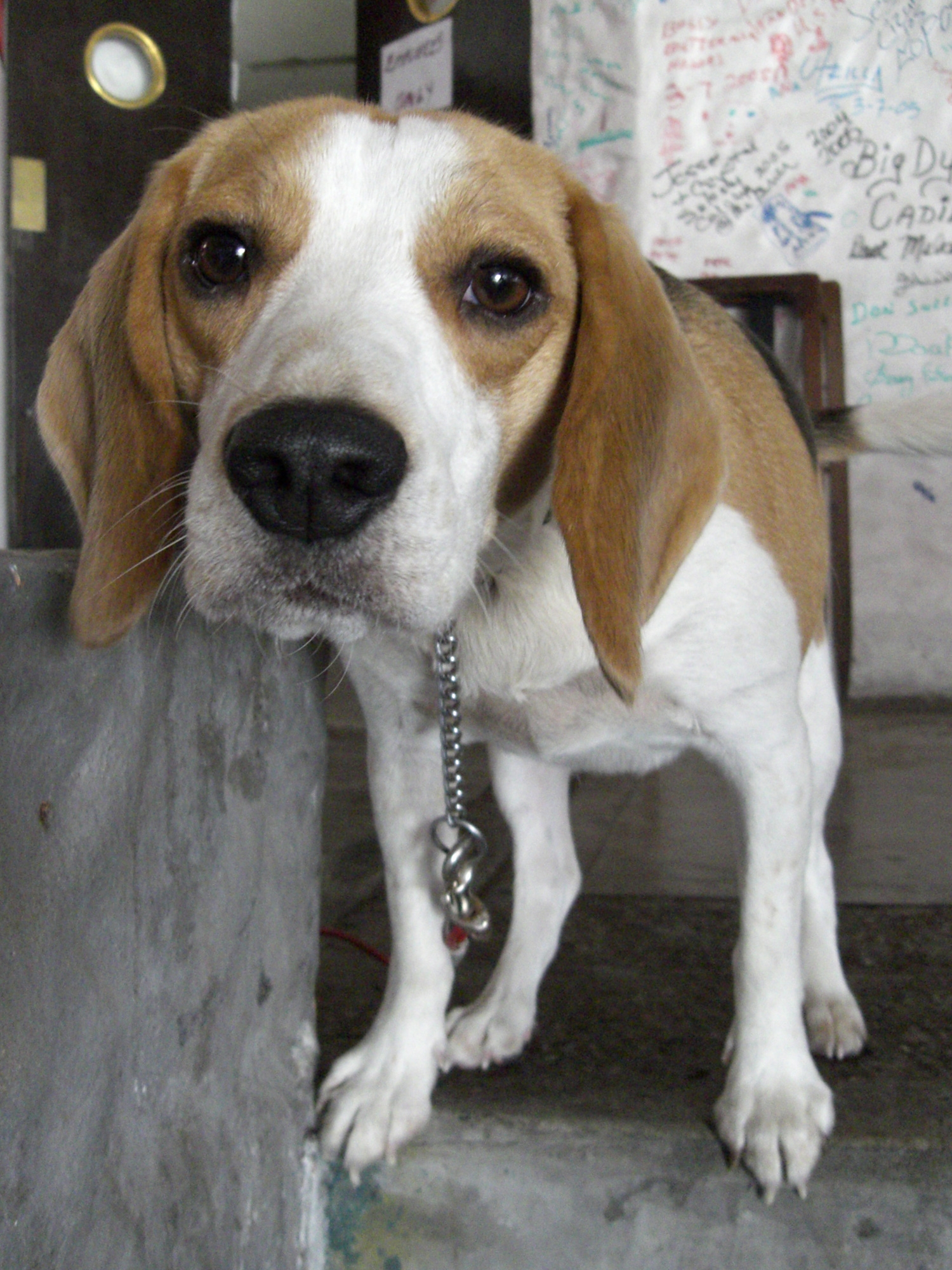 Beagle