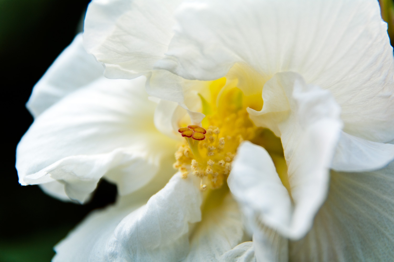 Close Up White Flower