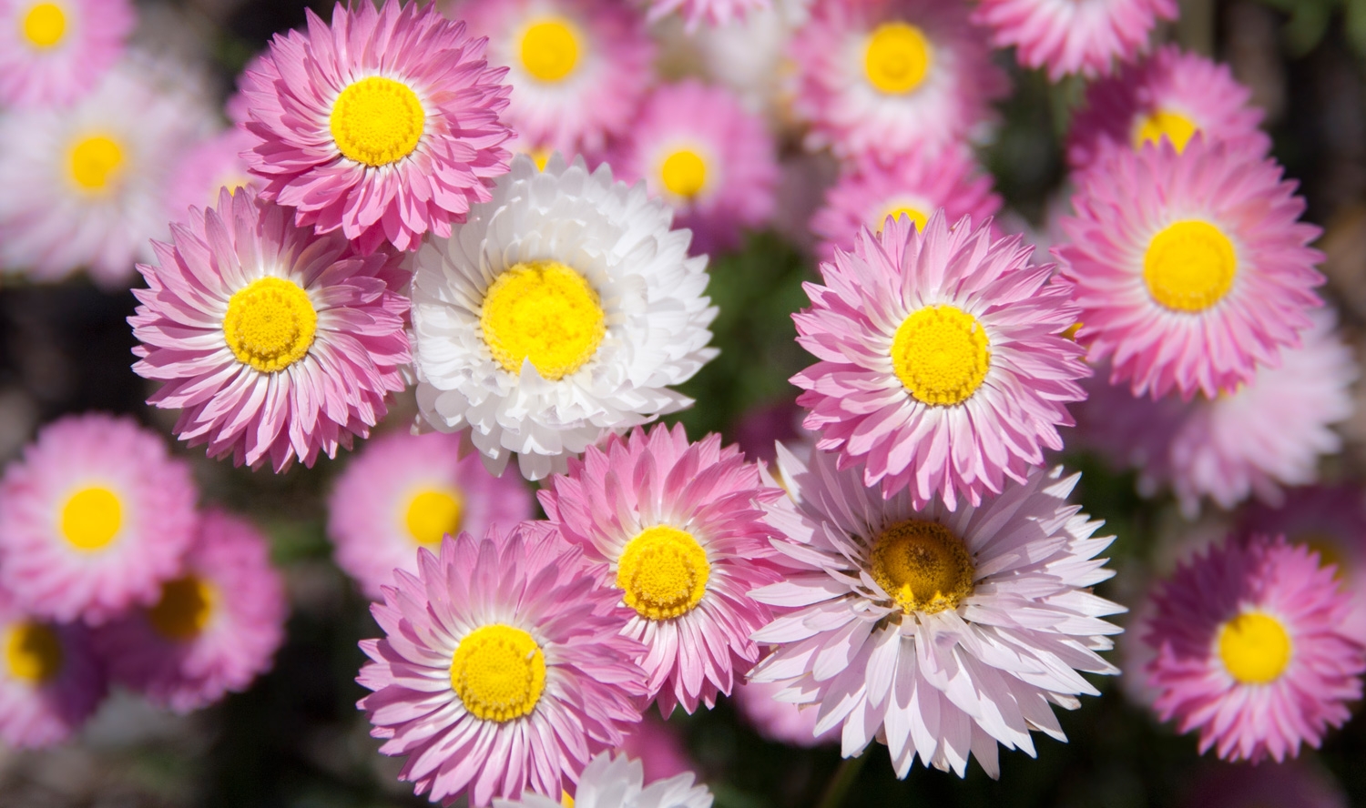Everlastings