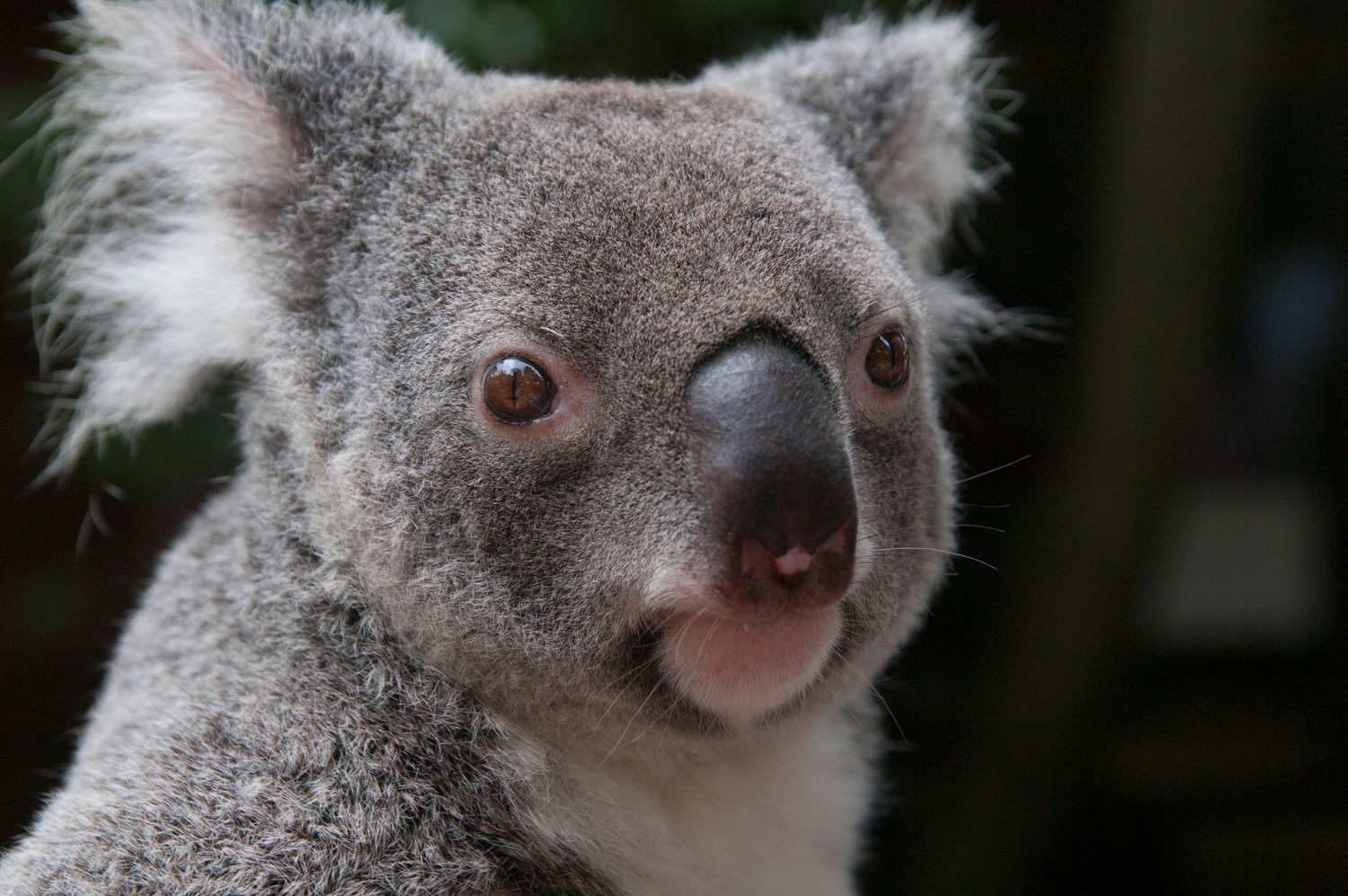Koala