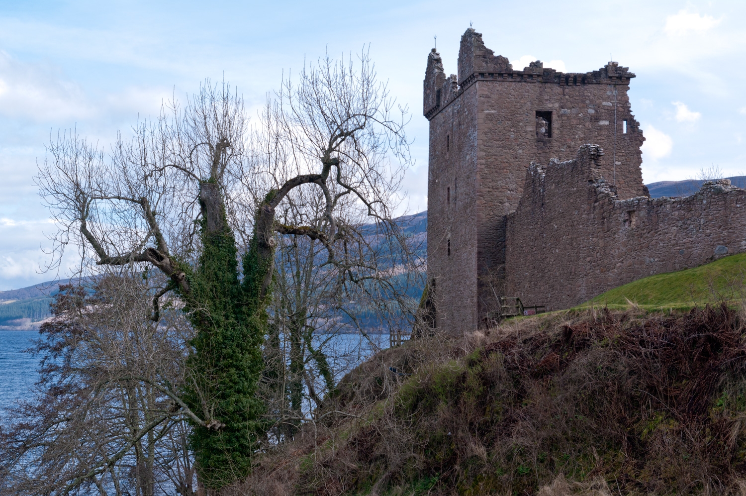 Old Tree And An Old Castle