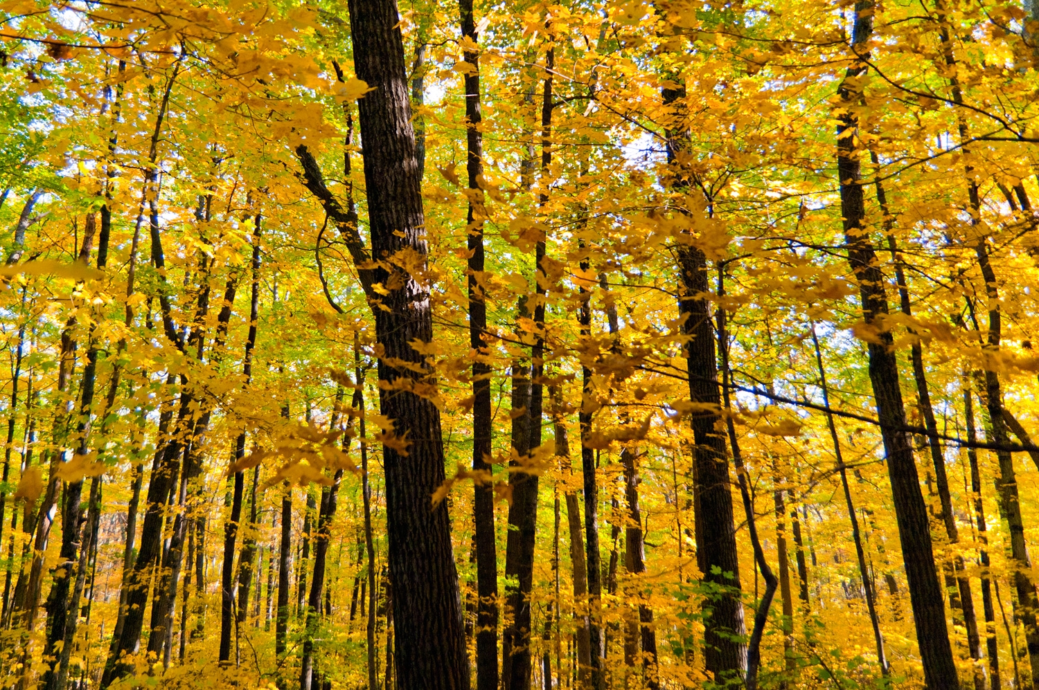 See The Forest For The Trees