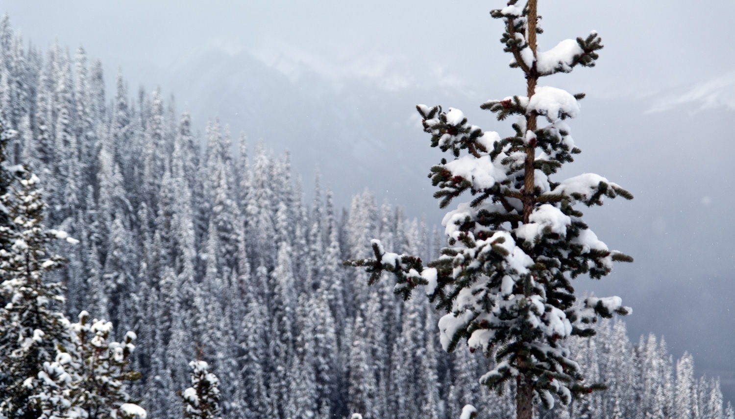 Seeing The Forest Through The Tree