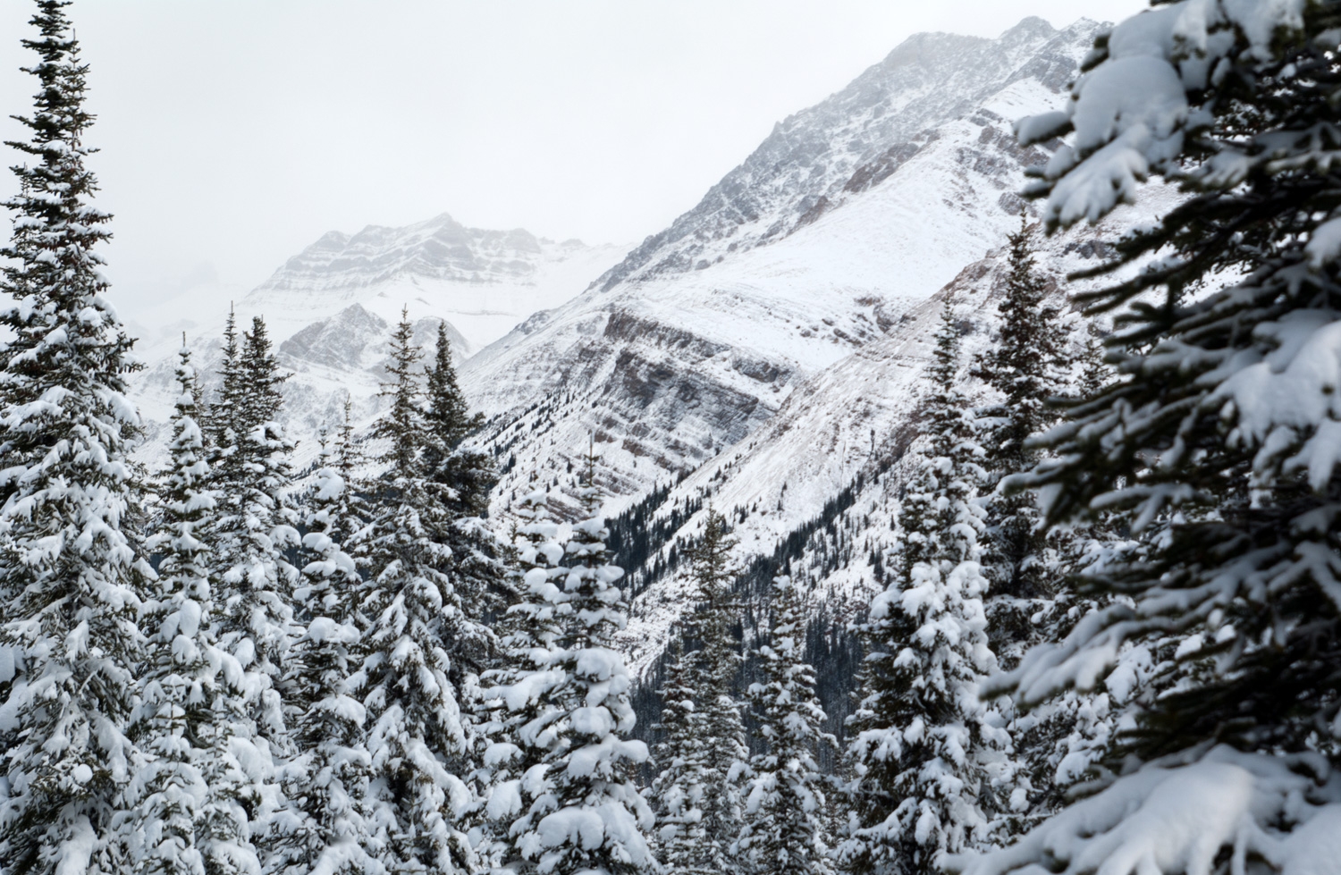 Seeing The Mountains Through The Trees