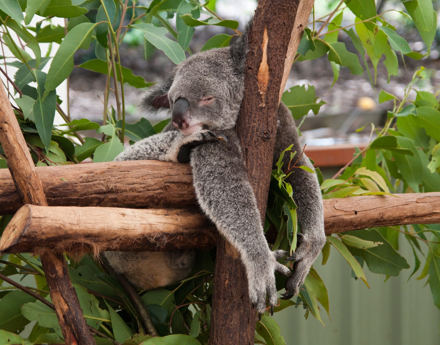 Sleeping Koala