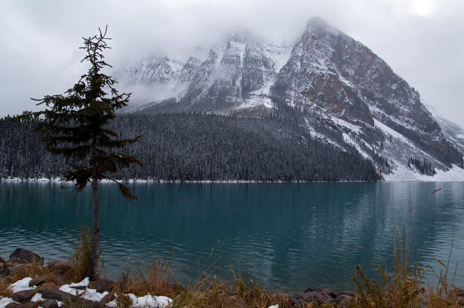 Solo Tree, Lake Louise