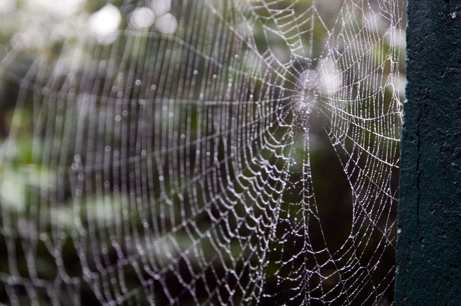 Spider Web