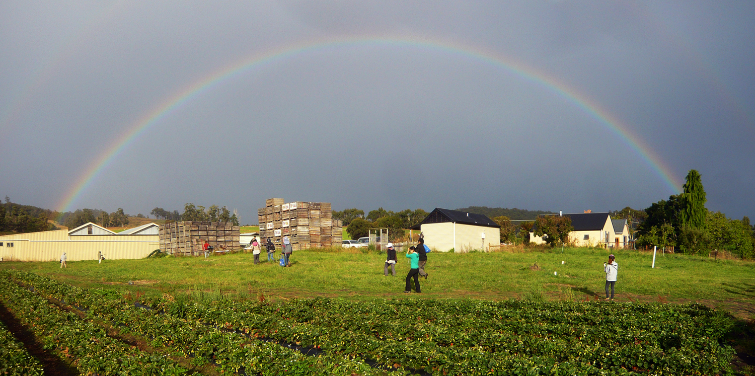 Strawberry Fields In Cygnet