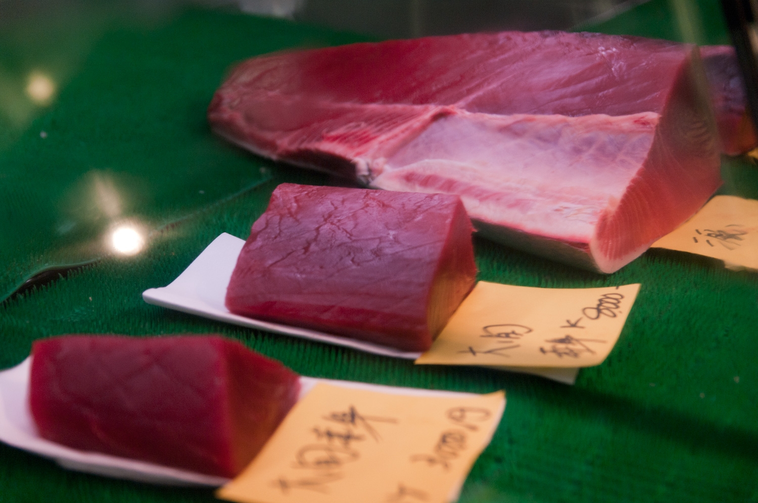 The Frshest Tuna In All The Land