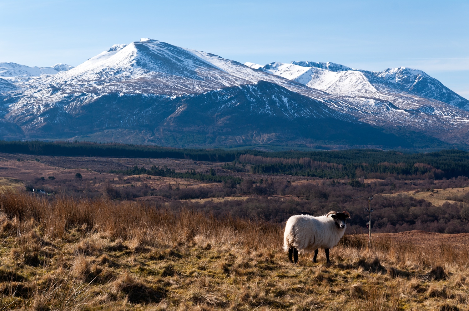 The Goat Under Ben Nevis