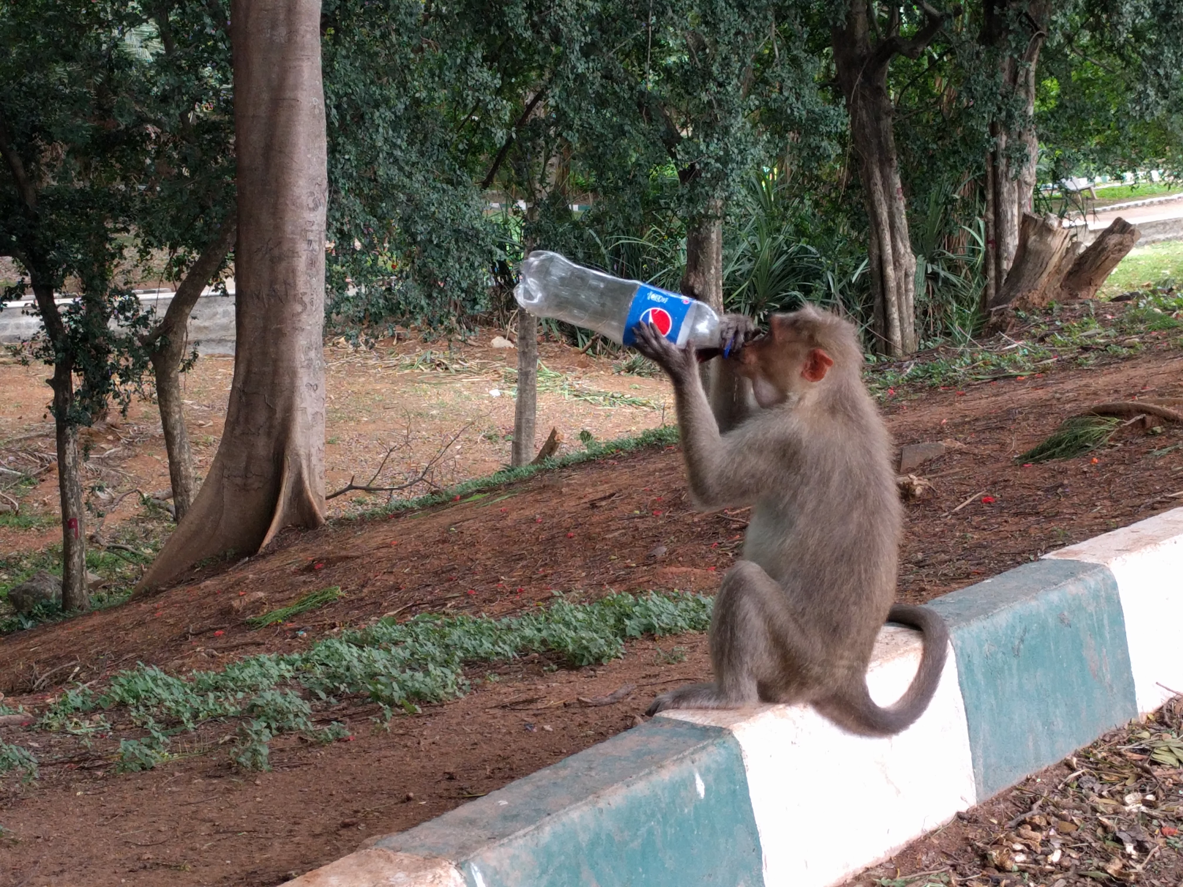 The Pepsi Generation