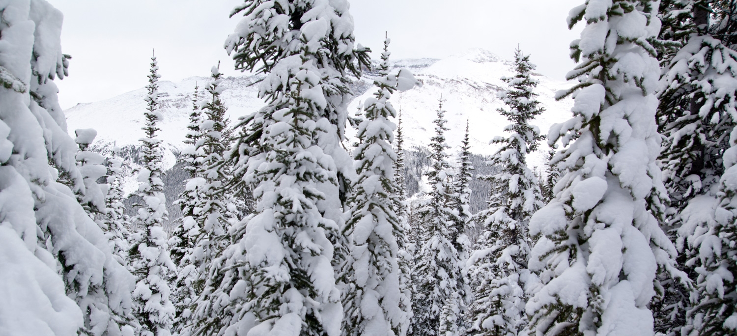 These Mountain Trees