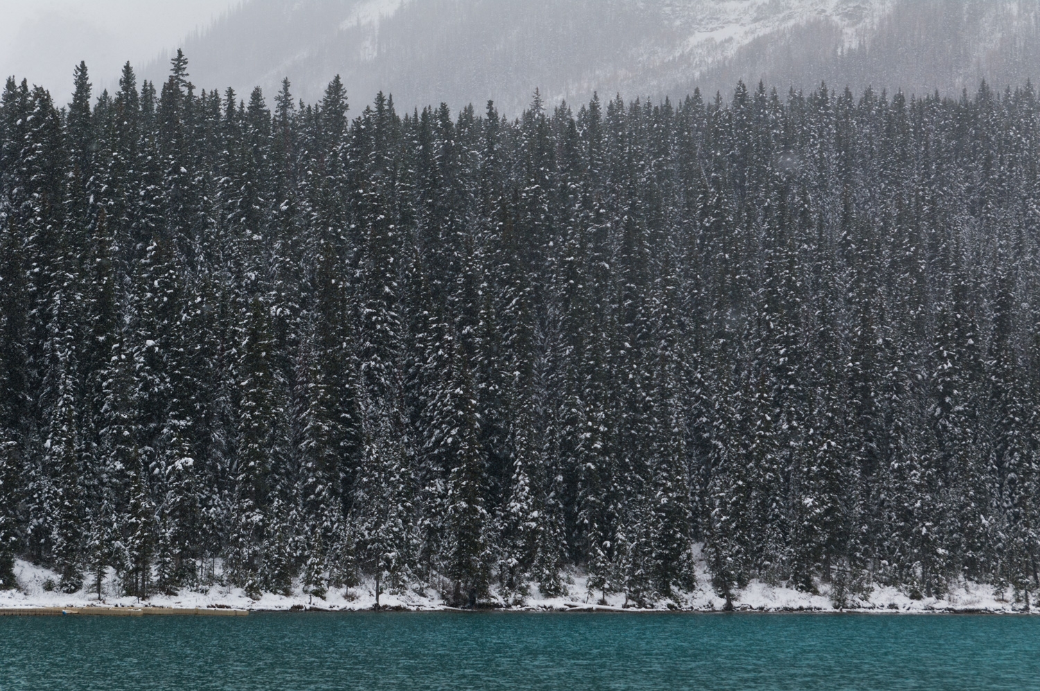 Tree Line On The Lake