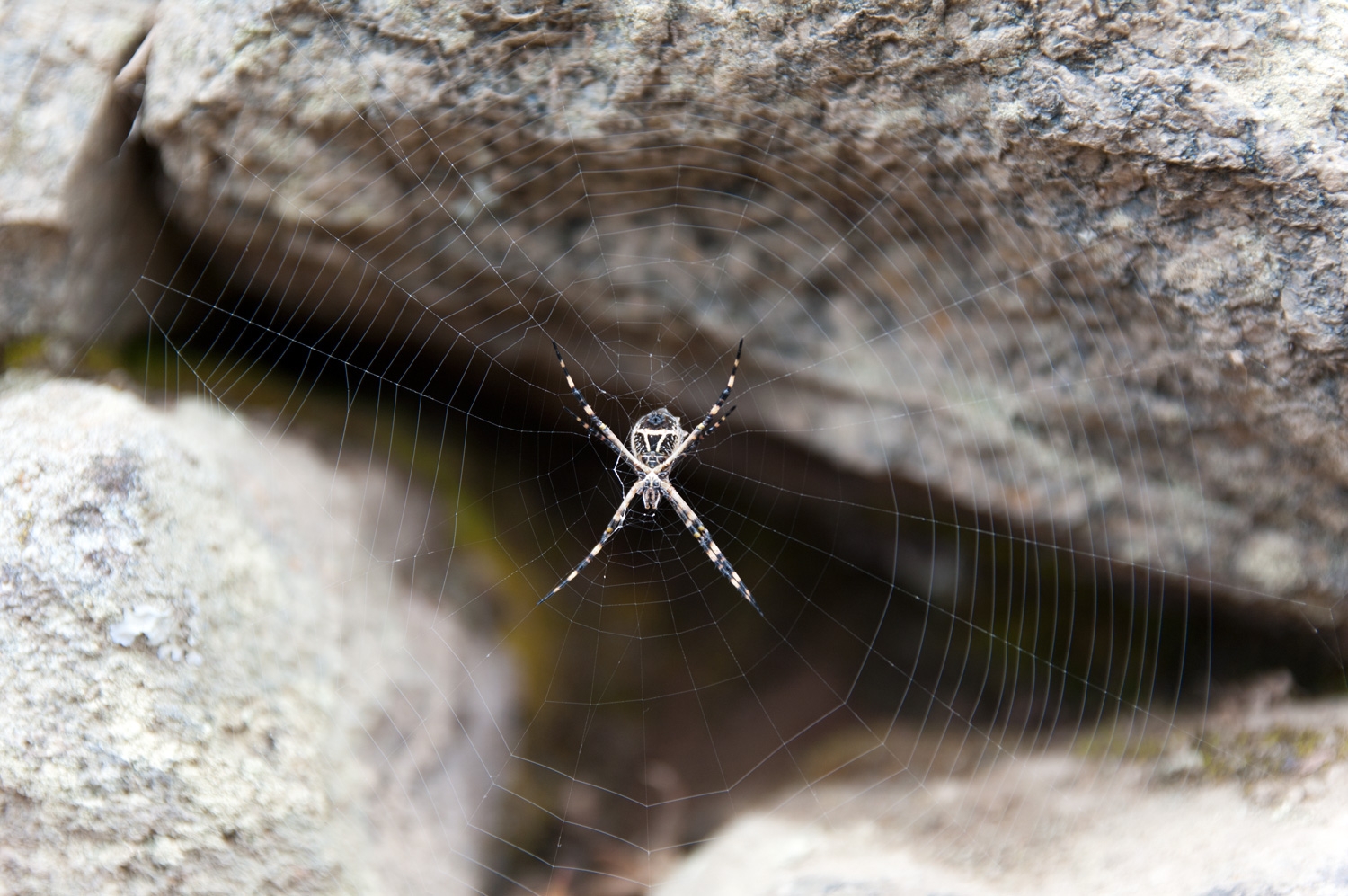Una Arana De Machu Picchu
