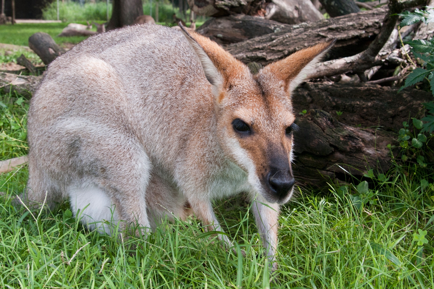 Wallaby