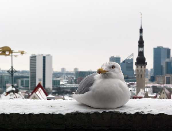 Estonia