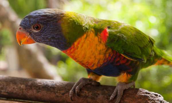 Australia
