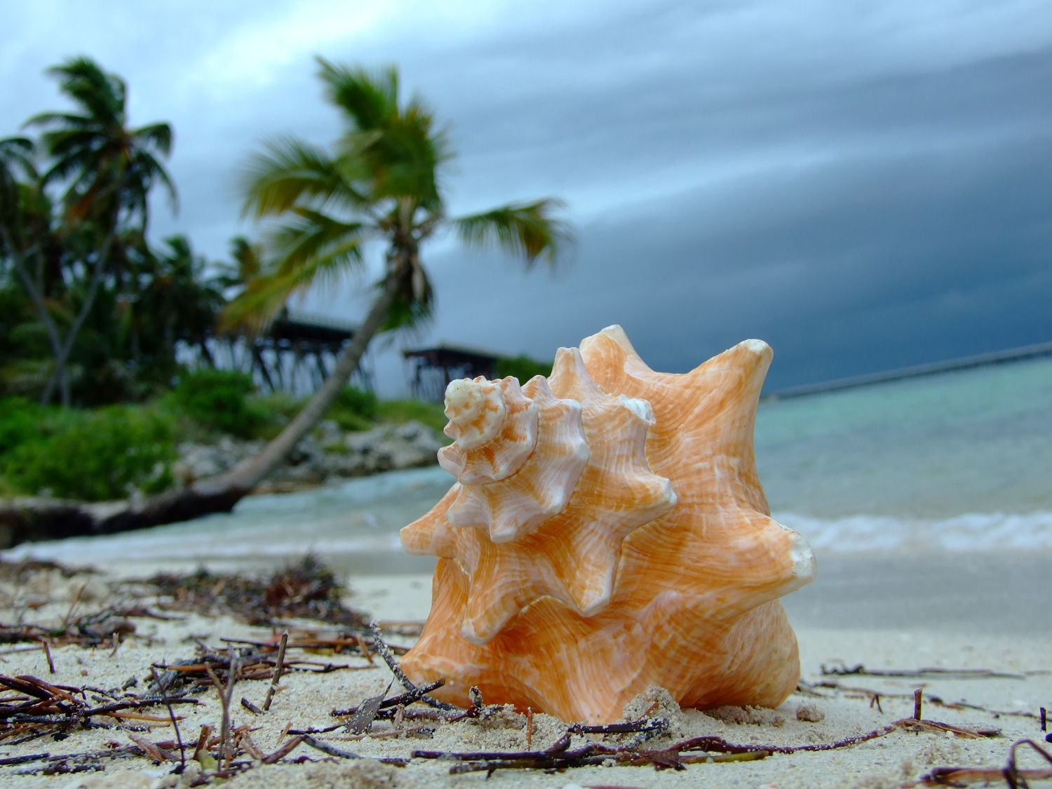 Conch On The Beach
