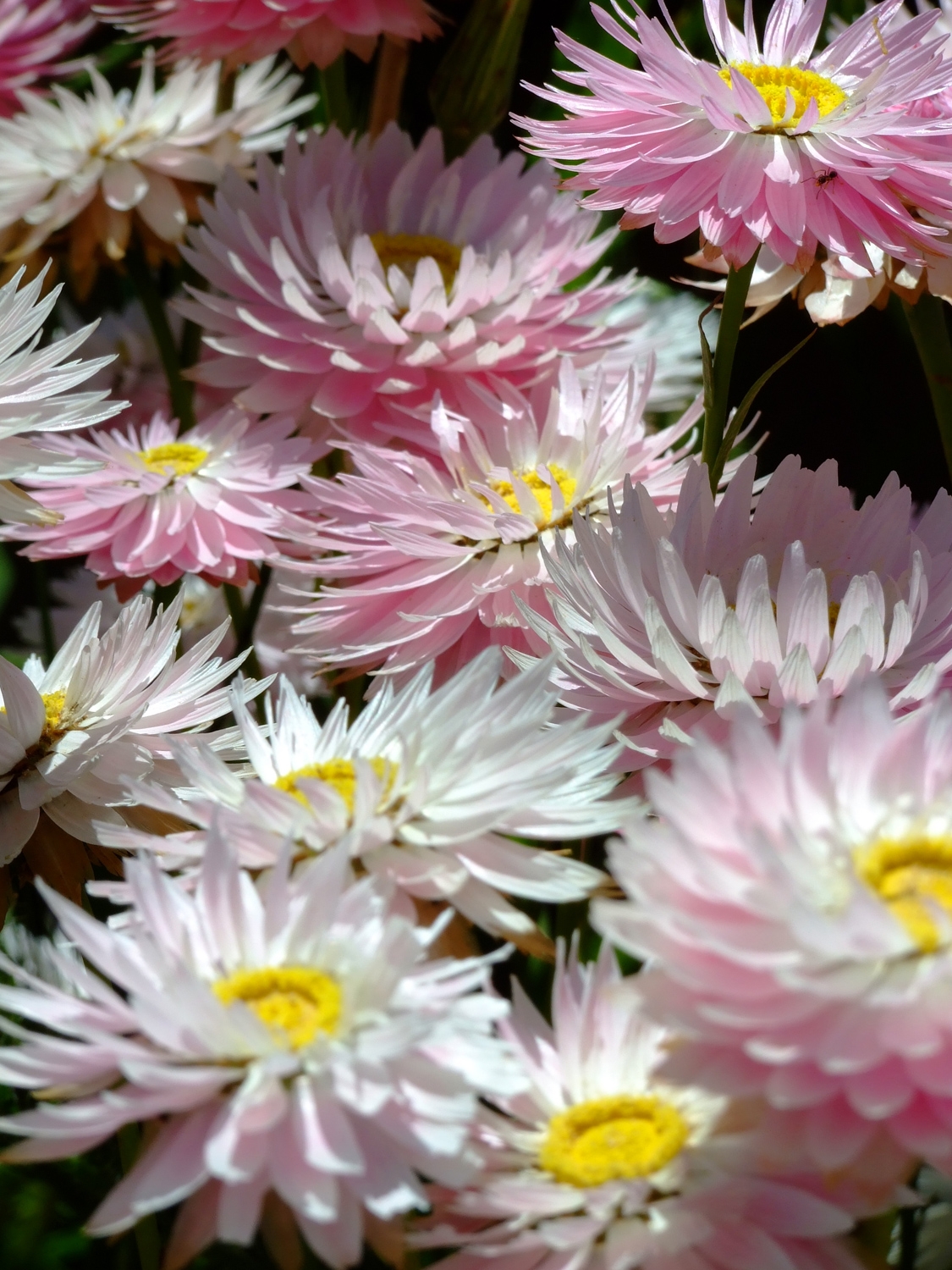 Everlastings In Perth