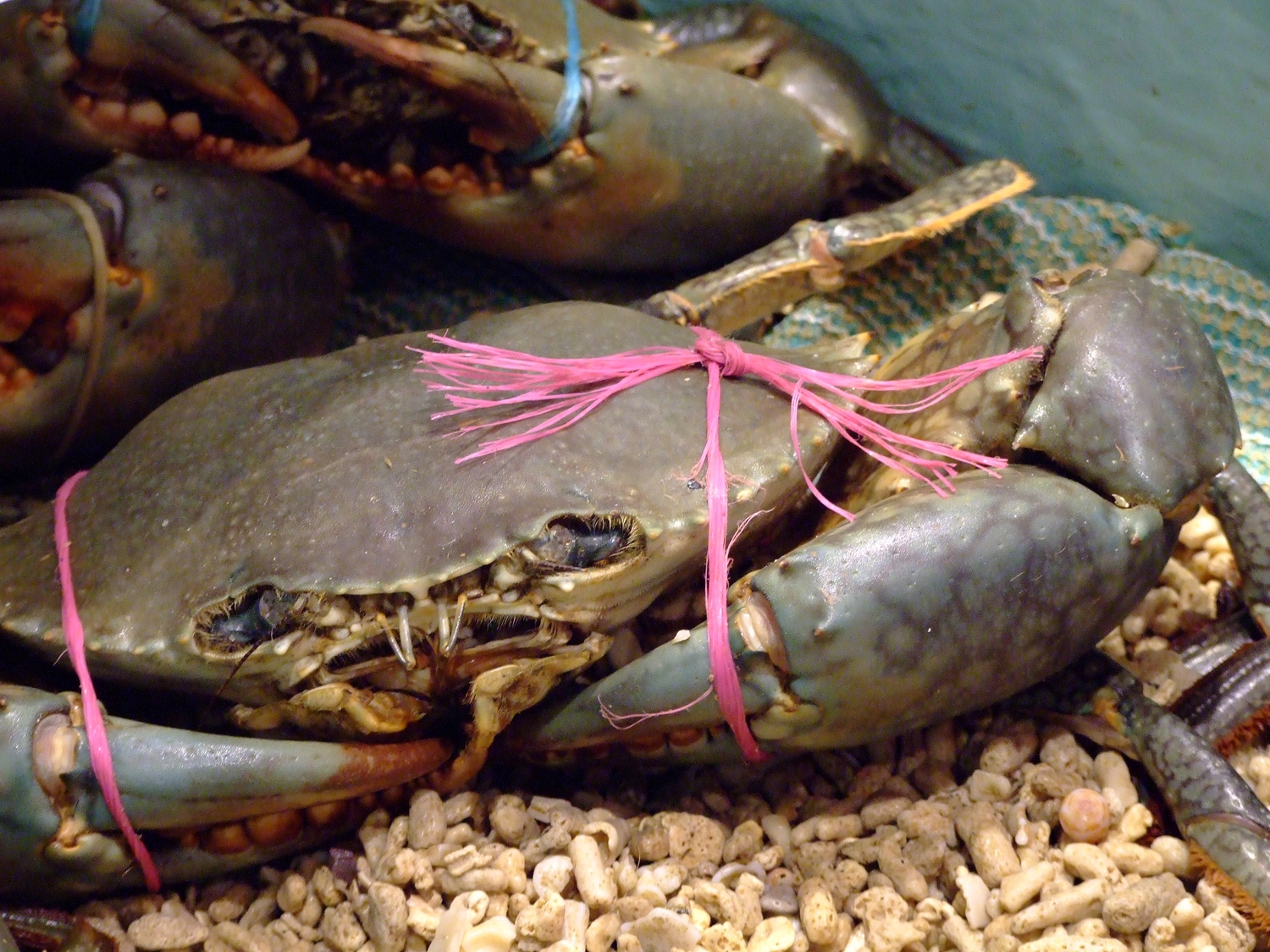 Feeling Crabby At The Fish Market