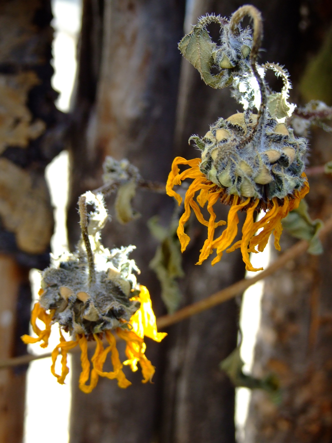 Gone, But Not Forgotten