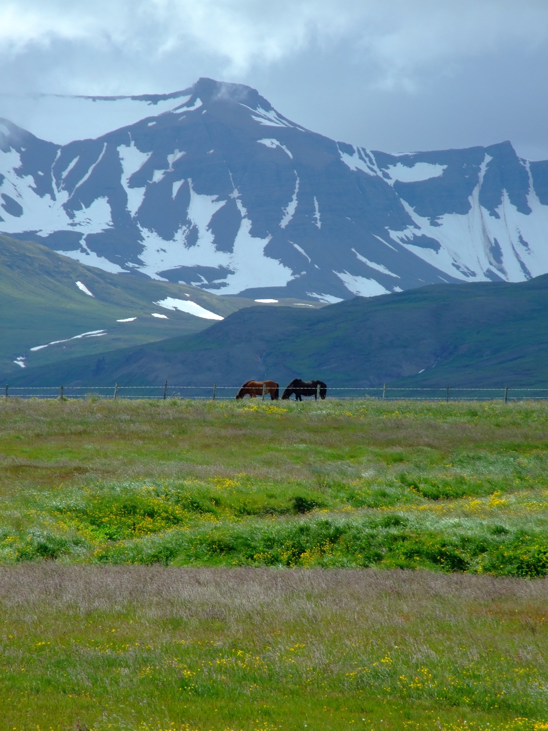Icelandic Ponies
