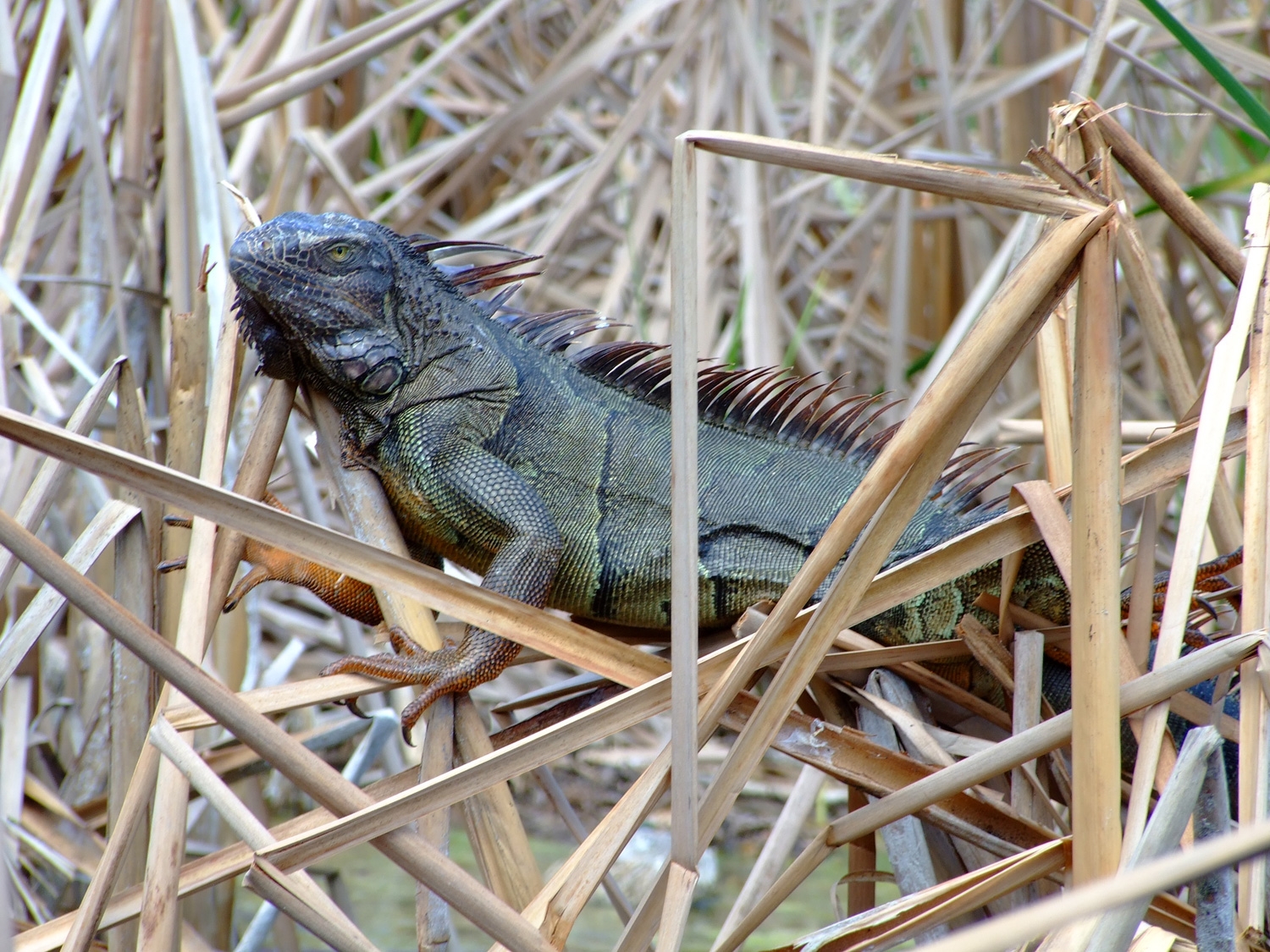 Iguana Lies In Wait