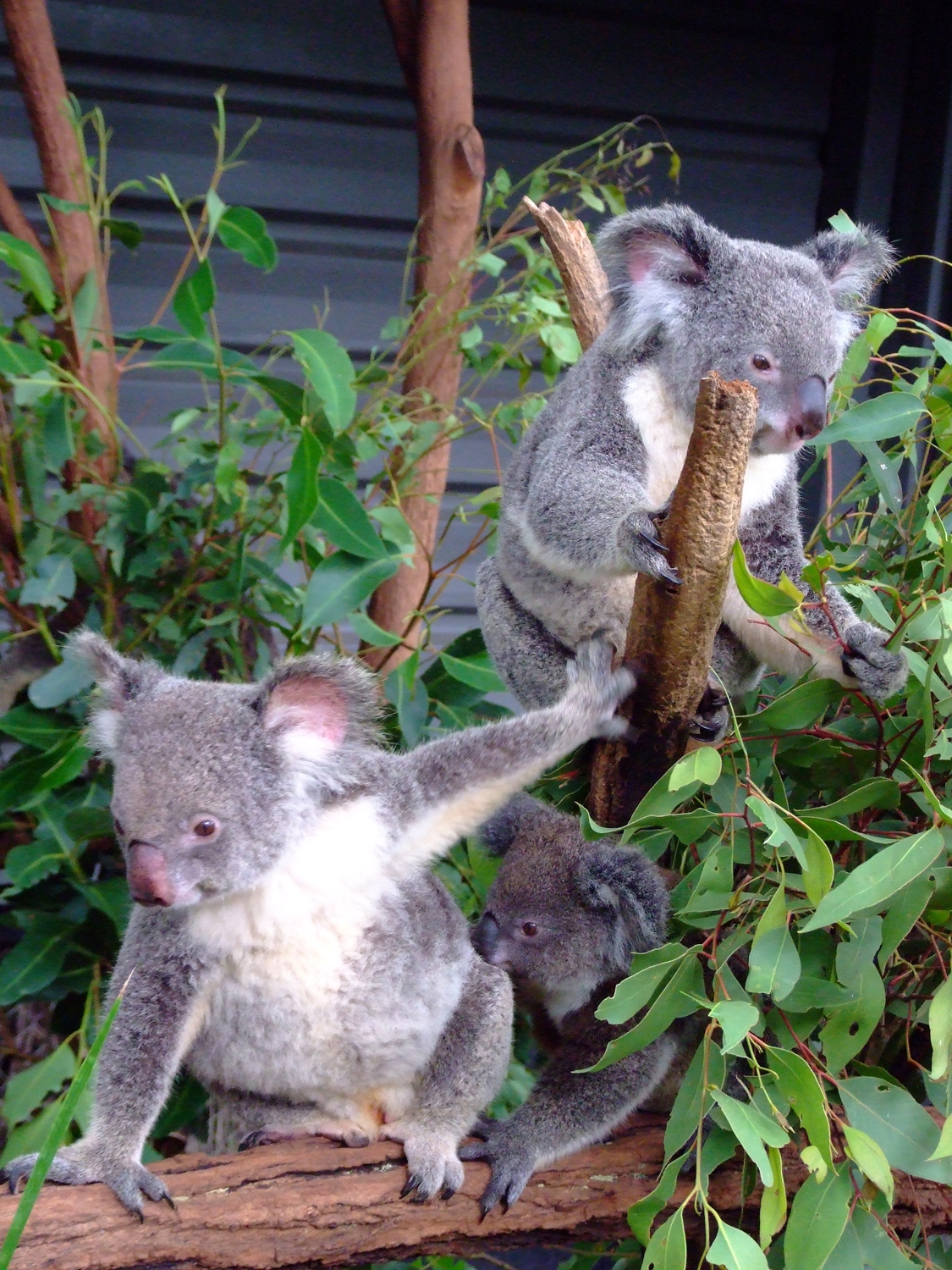 Koala Family At Lone Pine