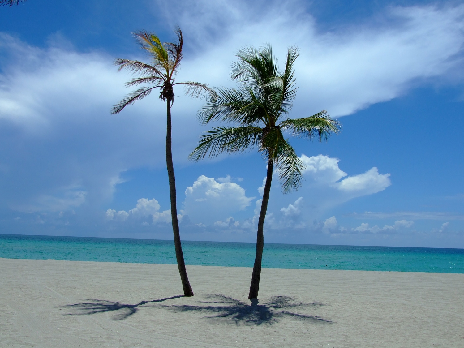 Palm Trees On The Beach
