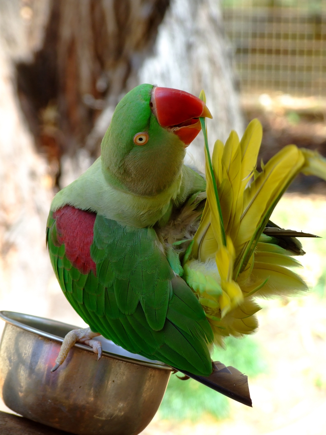 Parrot Of Dinosaur World