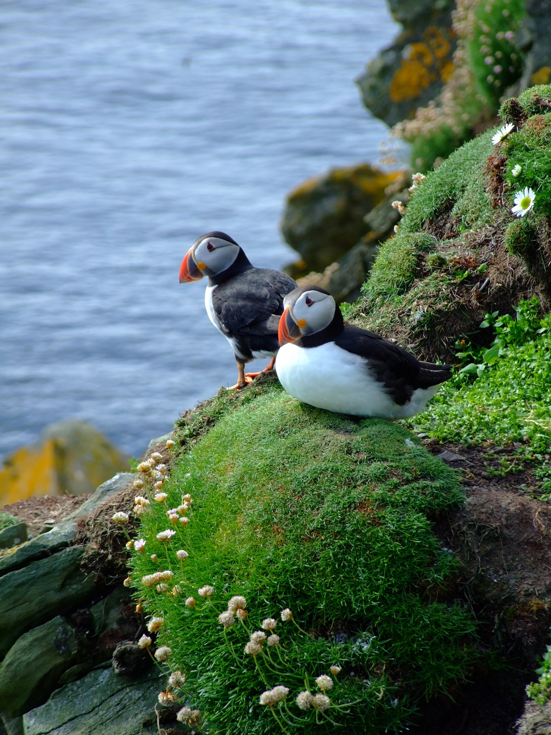 Puffins, Of Shetland