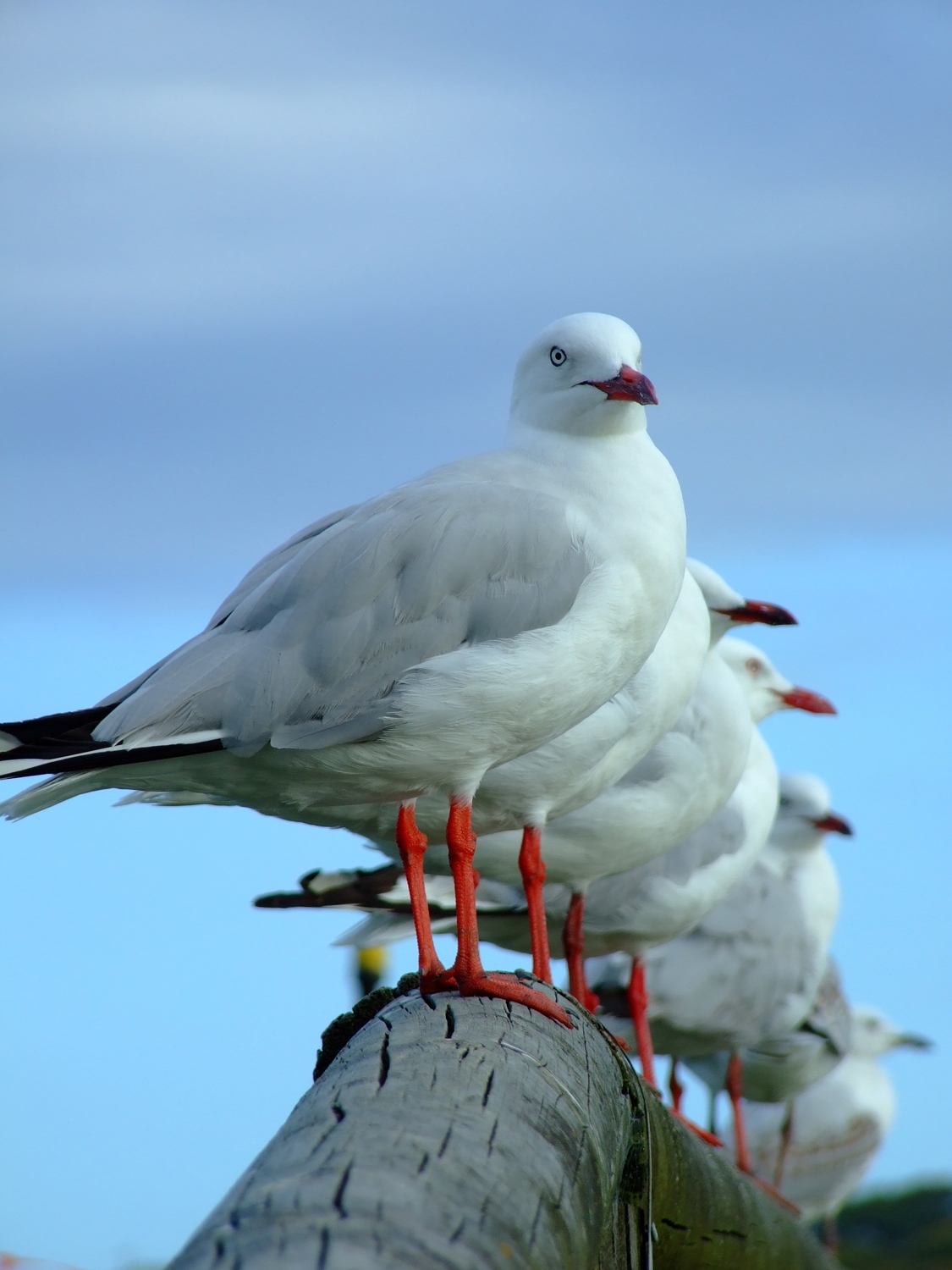 Seagull Row