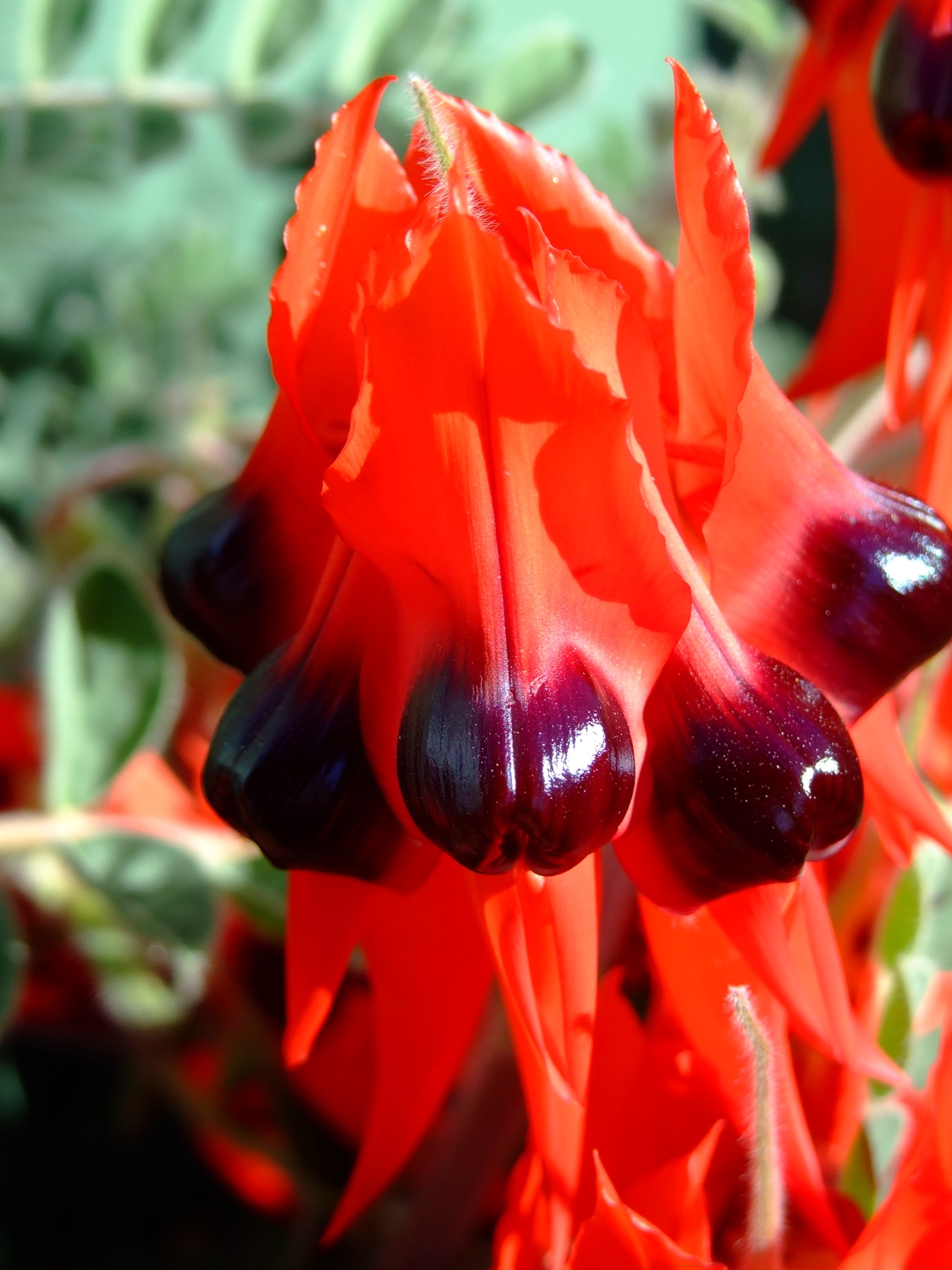 Sturt Desert Pea Close Up