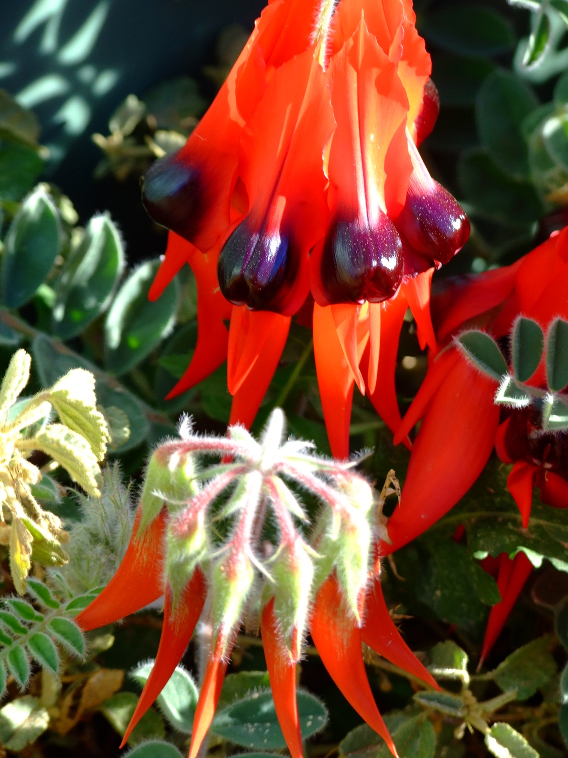 Sturt Desert Pea