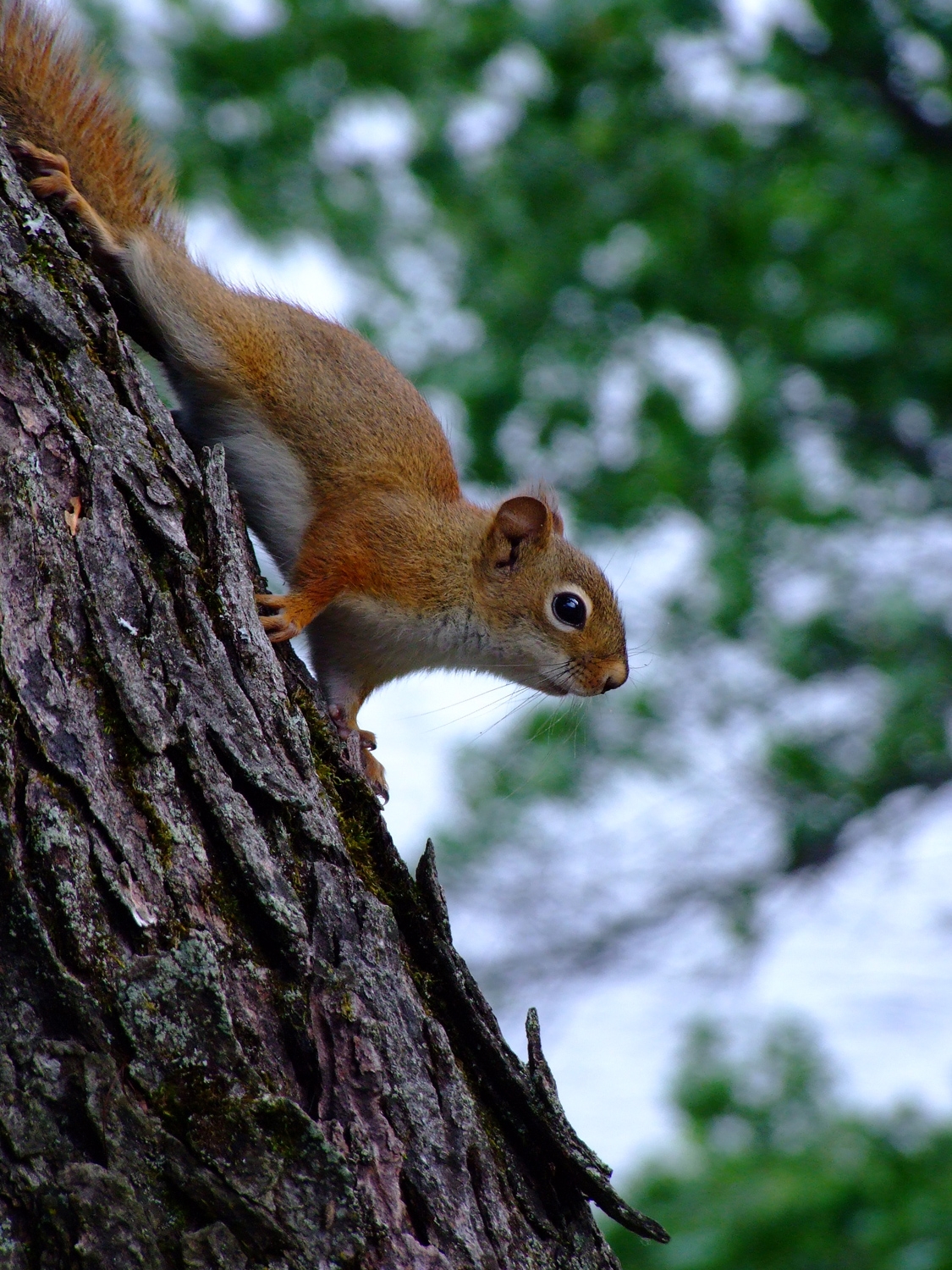 The Curiosity Of A Red Squirrel