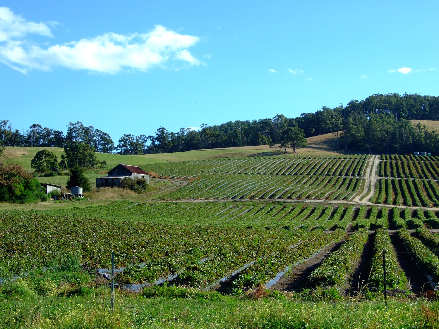 Vineyards Of Margaret River