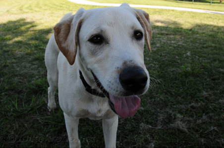 Dog park boca raton