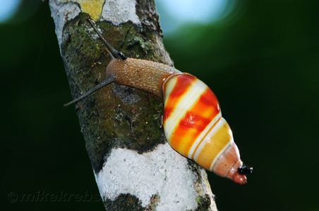 Snail in gumbo limbo