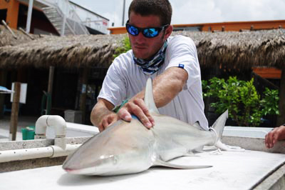 Black tipped shark photo with deckhand